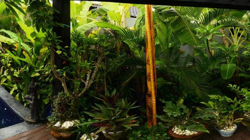 a bunch of plants in pots in a room at Villa Latebra in Lovina
