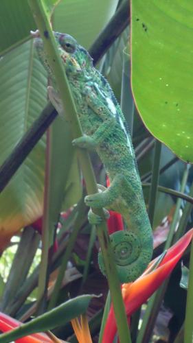 a green lizard sitting on top of a plant at La Case Floria in Saint-André