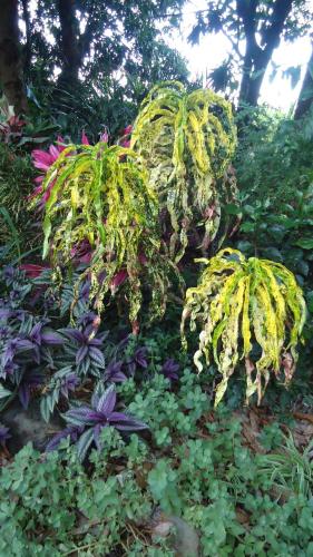 a group of plants with yellow and green leaves at La Case Floria in Saint-André