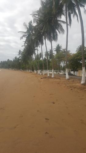 a row of palm trees on a sandy beach at VIP House-Praia Francesca in São Tomé