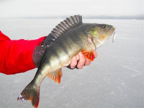 a person holding a fish in their hand at K167 in Kåbdalis