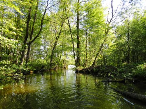a stream in a wooded area with trees and water at Ferienpark am Glubigsee in Wendisch Rietz