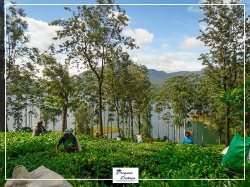 a group of people sitting in the grass near a lake at Princess of Dickoya Homestay in Hatton