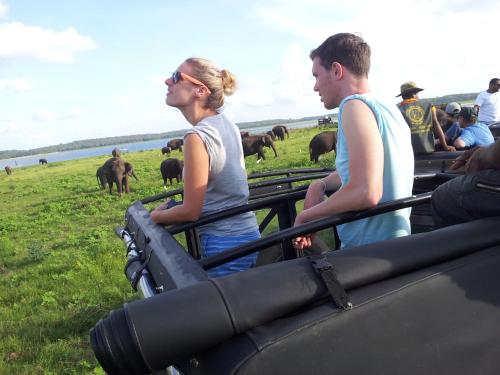 a group of people looking at elephants in a field at Sigiri Jungle Villa in Sigiriya