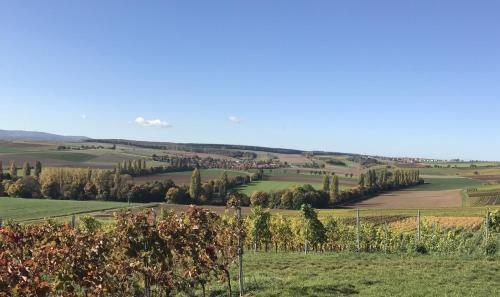 a vineyard in a field with trees in the foreground at Pension und Weingut Hirschhof in Offenheim