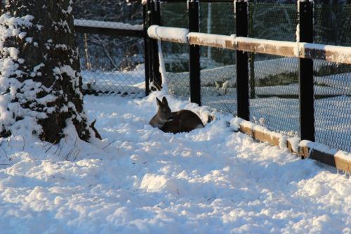 a donkey laying in the snow next to a fence at Pokoje Gościnne Сisza in Białowieża