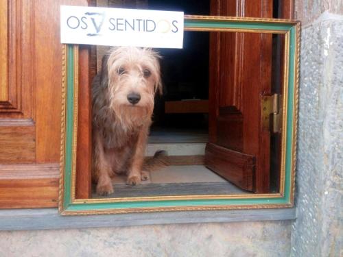 a dog is looking out of a door with a sign at Os 5 Sentidos in Mourão