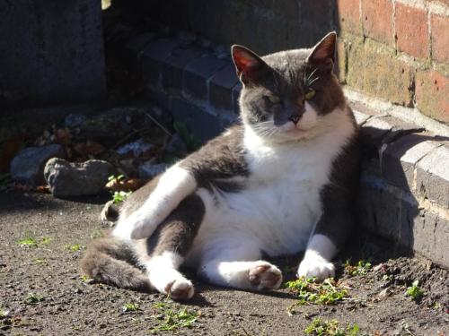 a cat laying on the ground next to a brick wall at Hakodate Motomachi Hotel in Hakodate