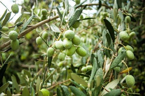 a bunch of green fruits on a tree at Studios Kyparissi & Spa in Tiros