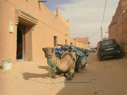 a camel walking down a street next to a building at Authentic riad & activities Erg in Mhamid