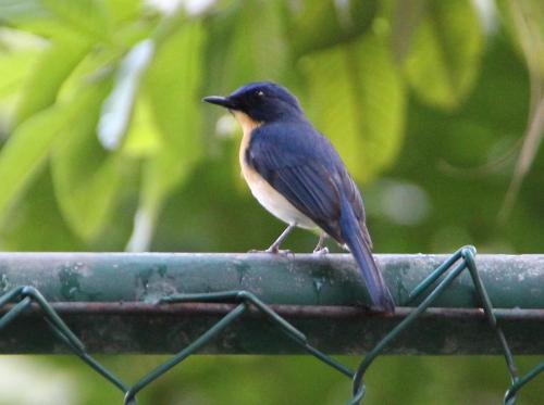 a bird perched on top of a fence at Mahaweli Shades in Kandy