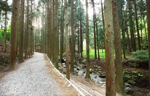 a path through a forest with tall trees at 보성녹차리조트 in Boseong