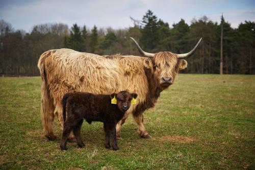 a cow and a calf standing in a field at Resort Ohrada in Vísky