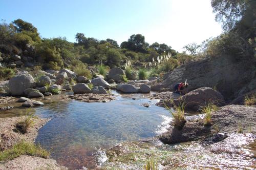 Ein Fluss mit Steinen und ein Hund, der daneben steht. in der Unterkunft Cabañas San Miguel in Cortaderas