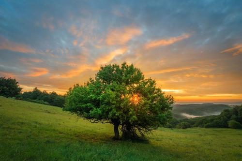 a tree in a field with the sunset in the background at Kis Rigó vendégház in Salgótarján