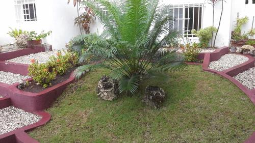 a palm tree in a yard next to a building at House Rapunzel in Oslob