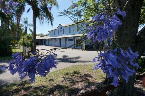 a tree with purple flowers in front of a building at Colonial Motel Richmond in Richmond