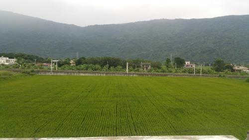 a large green field with mountains in the background at A-Ma Homestay in Fengli