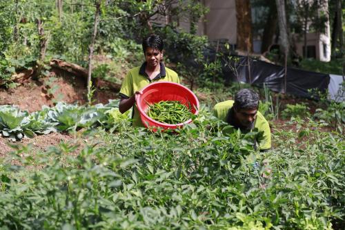 two men in a garden with a basket of vegetables at Ella Planters Bungalow in Ella
