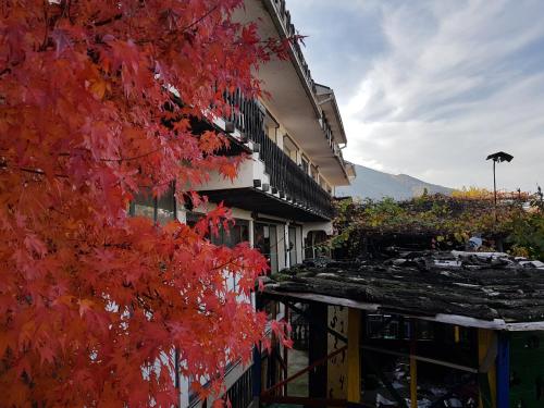 a tree with red leaves next to a building at Podgorski An in Kolešino