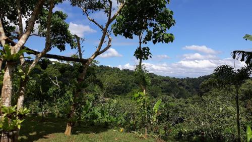 a view of the jungle from the forest at The Duyan House at Sinagtala Resort in Orani