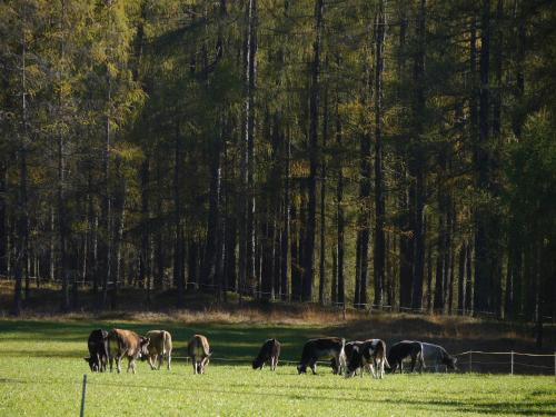 a herd of horses grazing in a field with trees at Bucherhof in Obsteig