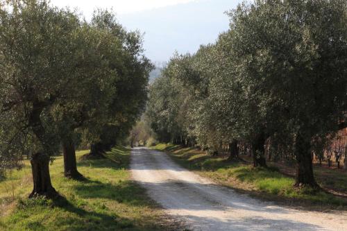 a dirt road with trees on either side at Agriturismo Segnavento in Staffolo