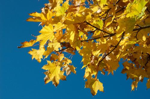 a maple tree with yellow leaves against a blue sky at Haus Laimbauer in Kirchdorf in Tirol