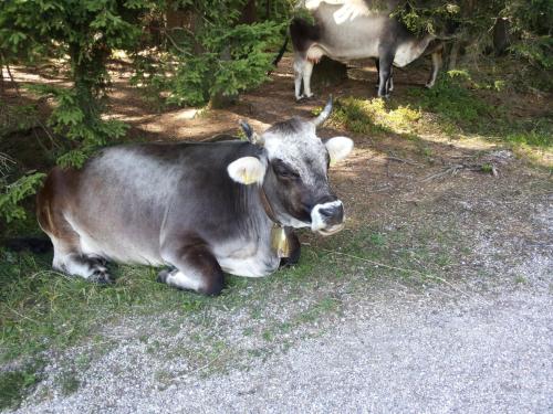 a cow laying on the ground in the grass at Haus Sonnenweg in Leutasch
