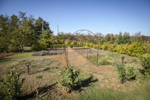 a garden with tomato plants in a field at Agriturismo Bannata in Piazza Armerina