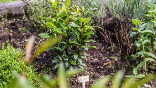 a small green plant in a garden at Kaszubski Reset in Łąkie