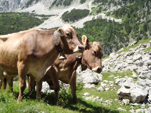 two cows standing next to each other in a field at Jagerhof in Walchsee