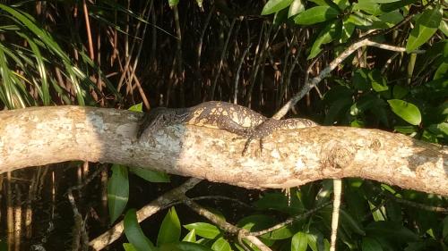 a tree branch with a bird sitting on it at Mahi Villa in Bentota