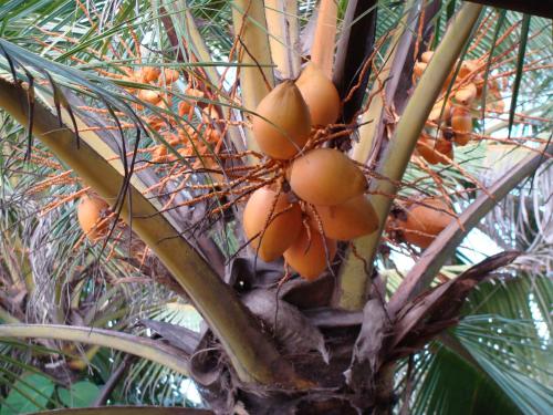 Fotografie z fotogalerie ubytování The Icebear Guesthouse v Negombu