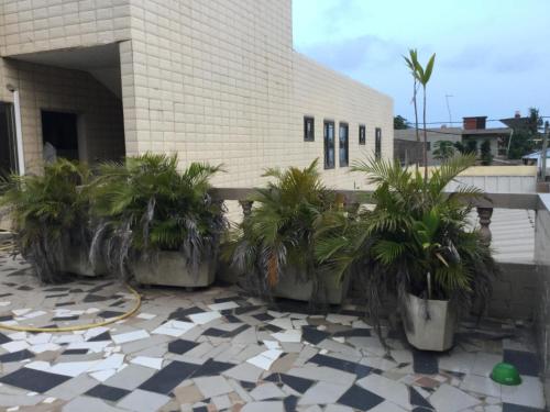 a group of potted plants in front of a building at Julmarte in Lomé