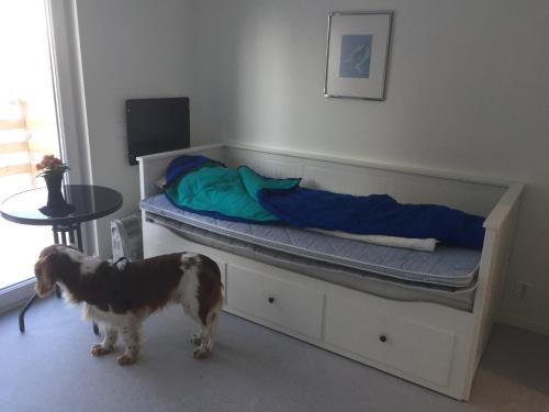 a dog standing next to a bunk bed at Fjällstuga in Idre