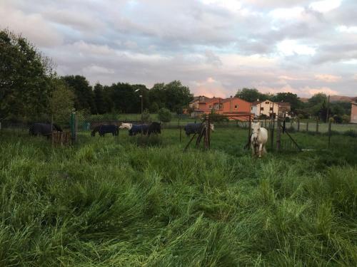 a group of horses grazing in a field of grass at Hotel Castro in Santiago de Compostela
