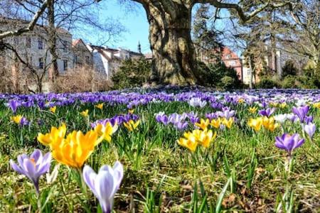 Zahrada ubytování Ferienwohnung "am Zittauer Gebirge"