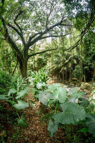 a garden with large green plants and a tree at Martinique Treehouse in Canton Suisse
