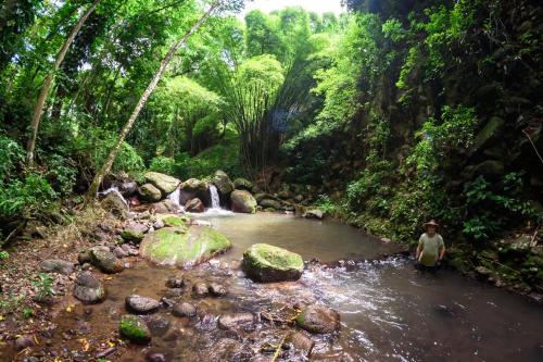 a person standing in a stream in a forest at Martinique Treehouse in Canton Suisse