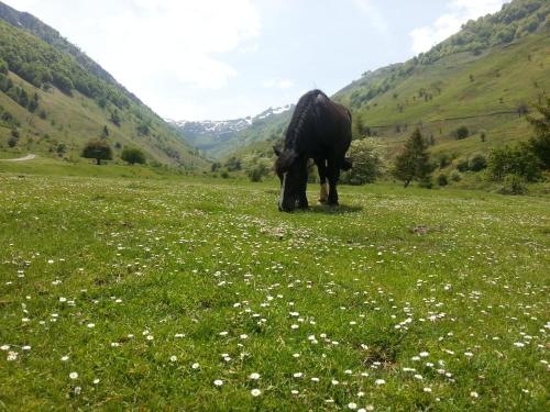 a black cow grazing in a field of flowers at Gîte de montagne du Plateau de Lhers- Accueil randonneurs in Accous