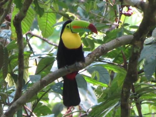 a colorful bird sitting on a tree branch at Vocaré Finca Agroecológica in Upala