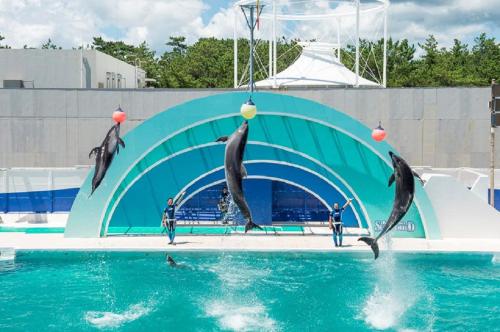 un grupo de delfines saltando al agua en Kamogawa Sea World Hotel, en Kamogawa