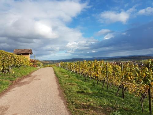 a dirt road next to a bunch of vines at Gästezimmer in Aspach in Aspach