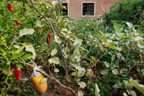 a garden with a bunch of peppers on a tree at Ouirgane Ecolodge in Ouirgane