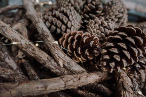 a bunch of pine cones on some branches at Berggasthof Hochpröller in Sankt Englmar