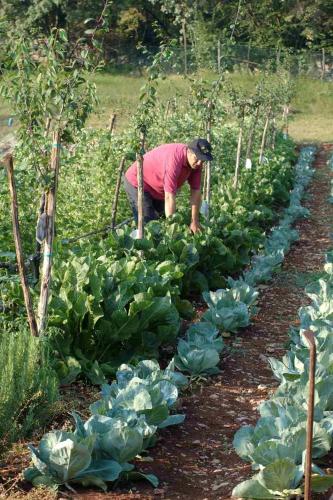 a woman bending over in a field of cabbage at Lokanda Devetak in Savogna dʼIsonzo
