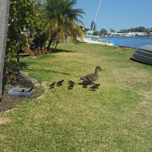 a duck and her four chicks walking on the grass at Lakeside Bungalow in Marks Point