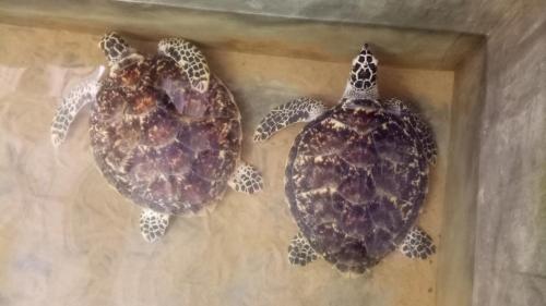 two turtles sitting on top of a wall at Mahi Villa in Bentota