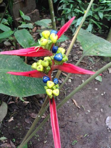 a plant with red flowers and blue berries on it at Cabañas Armonía y Jardín de Orquídeas in Mindo